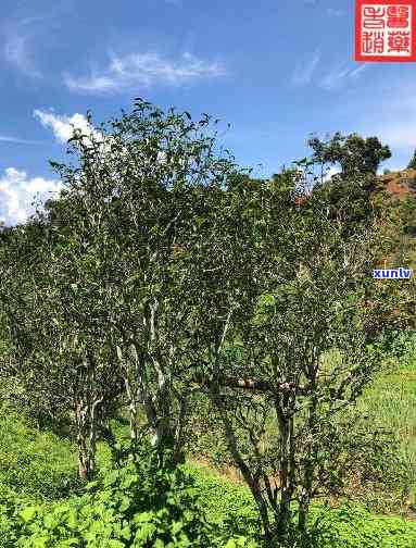 勐海茶区的茶，探秘云南勐海茶区：一场与大自然的茶之旅