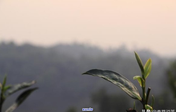 勐海茶区的茶，探秘云南勐海茶区：一场与大自然的茶之旅