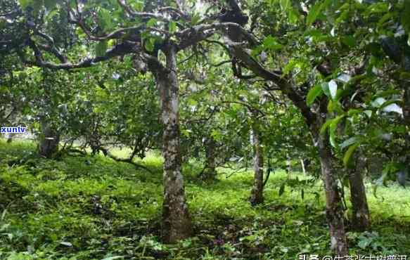 探访勐海茶区：著名茶山介绍与图片解析