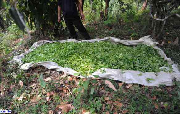 勐海出名的几个茶山-勐海出名的几个茶山是什么