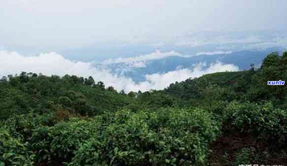 勐海出名的几个茶山-勐海出名的几个茶山是什么