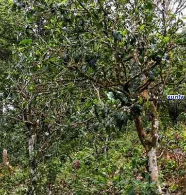 勐海那卡茶年产多少-勐海那卡古树茶