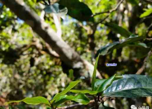 勐海茶树王宫廷贡饼，探寻千年古茶树的神秘魅力：勐海茶树王宫廷贡饼