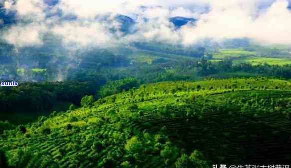 勐海境内的茶山，探秘云南勐海境内的茶山：一场味蕾与自然的宴