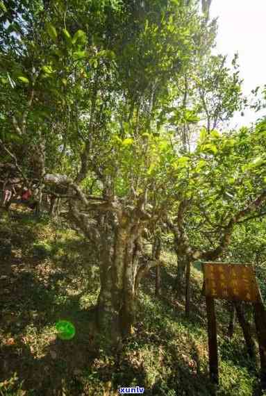 勐海境内的茶山，探秘云南勐海境内的茶山：一场味蕾与自然的宴