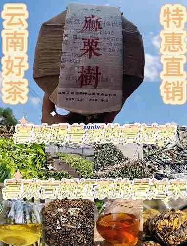 西双版纳臻味号茶厂-西双版纳臻味号茶厂什么档次