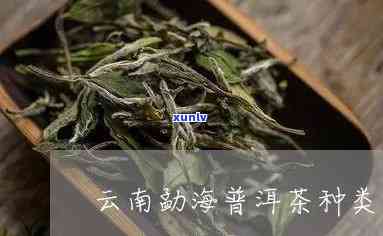 勐海茶的种类有哪些-勐海茶的种类有哪些品种