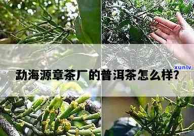 勐海源章茶业，探索优质普洱茶：了解勐海源章茶业