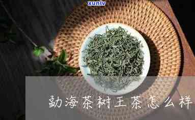 勐海茶树王茶怎么样？口感如何，价格多少？