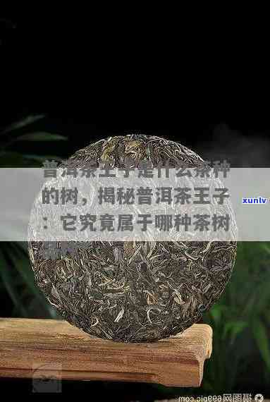 勐海茶树王茶怎么样？口感如何，价格多少？