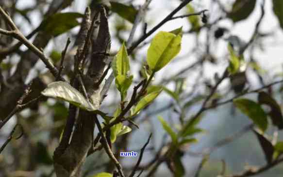 勐海石雨益号茶业，探索云南茶叶文化：了解勐海石雨益号茶业