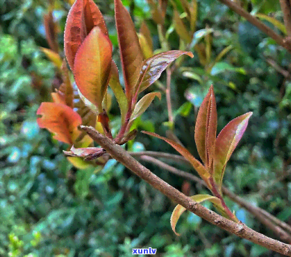 大雪山晒红：揭开神秘面纱，探索其独特品种及图片鉴