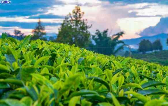 洱茶源场图片，探索云南洱茶文化：揭秘茶源场的美丽图片