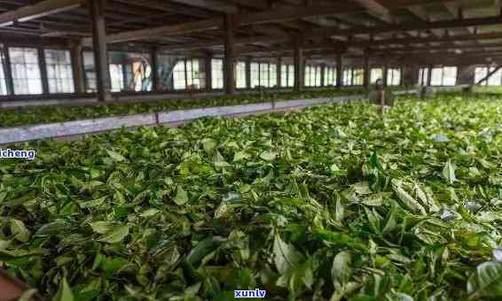 勐海茗茶厂茶叶，品味云南风情：探索勐海茗茶厂的优质茶叶