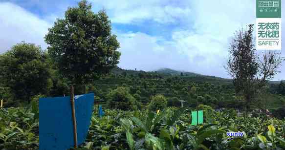 云南勐海县象山茶厂，【象山茶园】云南勐海县象山茶厂，高山生态茶园，有机茶叶基地