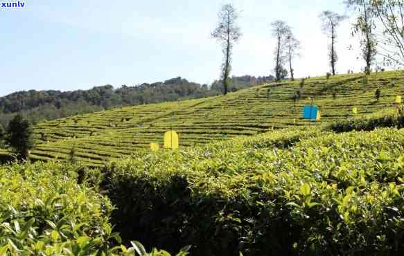 云南勐海县象山茶厂，【象山茶园】云南勐海县象山茶厂，高山生态茶园，有机茶叶基地