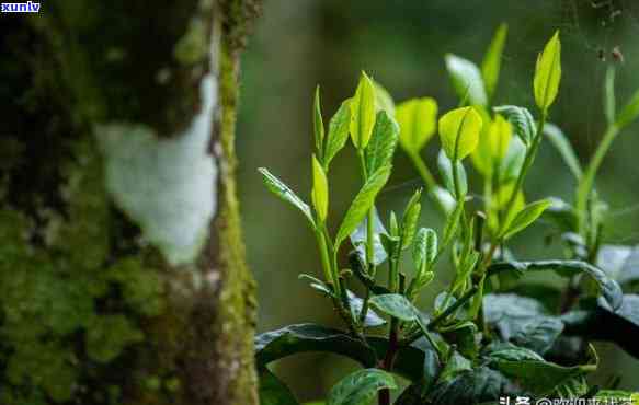 何为野生茶？了解野生茶的定义与特点