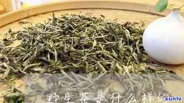 野生茶属于什么茶种-野生茶属于什么茶种类