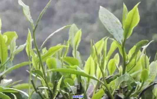 野生茶属于什么茶种-野生茶属于什么茶种类