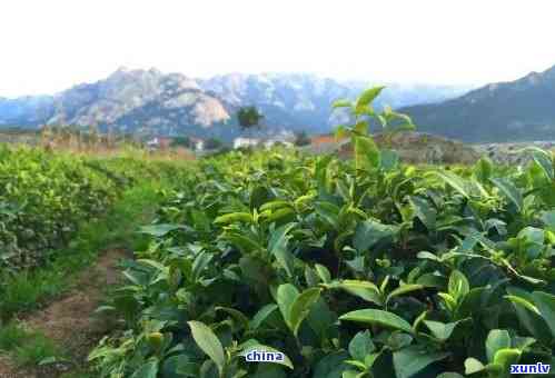 青岛崂山野生茶品种-青岛崂山野生茶品种有哪些