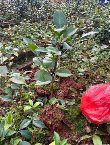 野生茶花树桩怎样移栽，野生茶花树桩移植攻略：从挖掘到养护的全过程解析