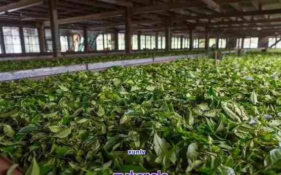 洱生茶厂新地址-普洱生茶厂怎么样