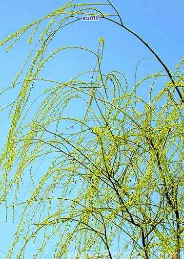 野生茶芽苞几月生长出来，探秘野生茶芽苞的生长周期：几月开始生长？