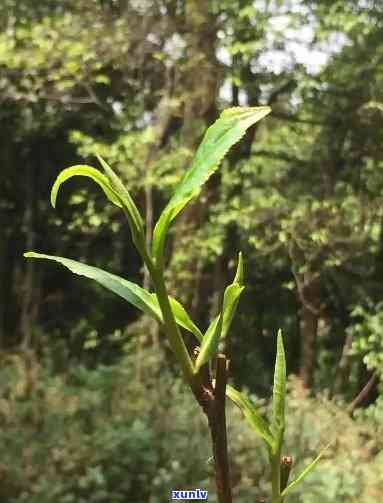 野生茶芽苞几月生长的，揭秘野生茶芽苞的生长周期：何时开始生长？