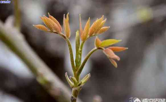 野生茶树芽苞，探索大自然的秘密：野生茶树芽苞的奇妙世界