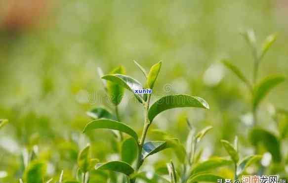 野生茶芽苞几月生长-野生茶芽苞几月生长出来