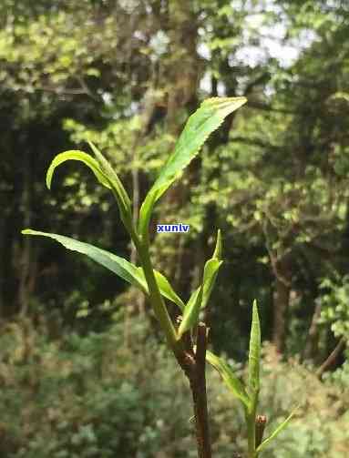 野生茶芽苞几月生长-野生茶芽苞几月生长出来