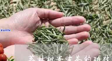 荔枝寄生茶有什么用-荔枝寄生茶有什么用处