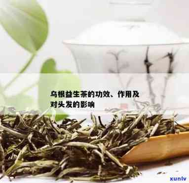 益生茶的功效与作用-乌根益生茶的功效与作用