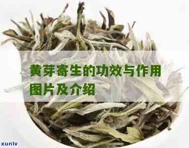 全面解析：黄牙木寄生茶的功效与禁忌，高清图解