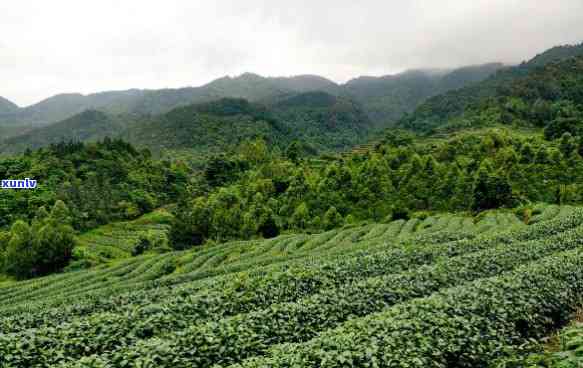 大雾岭山茶，探寻中国南方的珍稀茶叶——大雾岭山茶