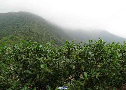 大雾岭山茶，探寻中国南方的珍稀茶叶——大雾岭山茶