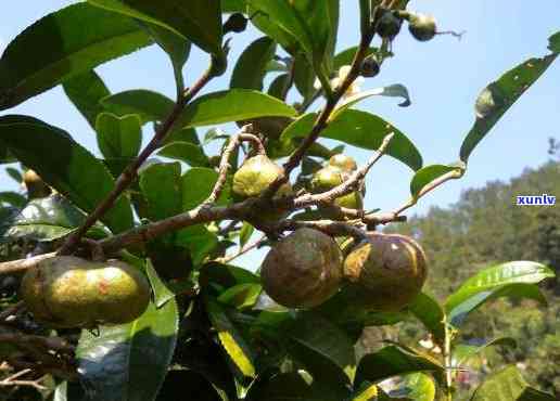 大雾岭山茶，探寻中国南方的珍稀茶叶——大雾岭山茶