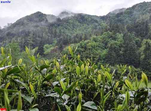 大雾岭山茶，探寻中国南方的珍稀茶叶——大雾岭山茶