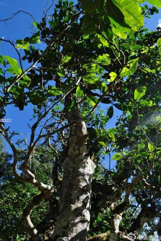 勐海博友普洱茶：探寻2006年纳卡大山的韵味