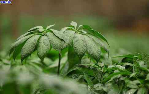 勐海布朗山普洱茶特点与价格：357克古树茶的价格解析