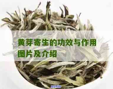 黄芽树寄生茶的功效和禁忌，深度解析：黄芽树寄生茶的功效与禁忌，你需要知道的一切！