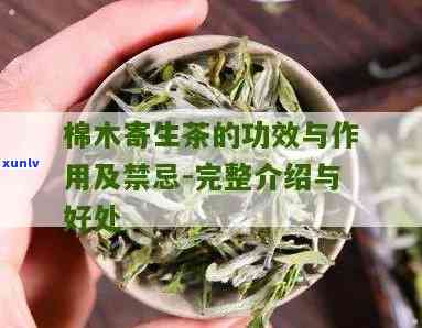 探究木棉木寄生茶的功效与好处