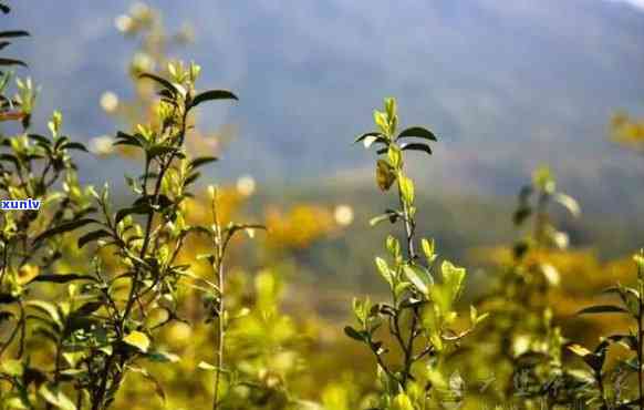 崂山野山茶，探索自然珍品：崂山野山茶的魅力与价值