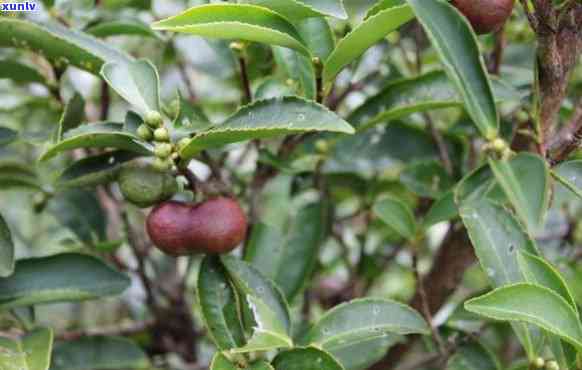 野生茶果树图片，探索大自然的馈赠：野生茶果树的美丽图片集