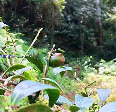 野生茶果树图片，探索大自然的馈赠：野生茶果树的美丽图片集