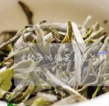 勐海鸿福茶厂怎么样知乎，探究勐海鸿福茶厂的品质与口碑：知乎用户的真实评价