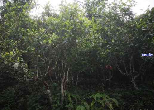 勐库大雪山野生古茶树群落，探秘世界自然遗产：勐库大雪山野生古茶树群落