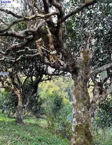 勐库大雪山古茶树，《探寻古韵：探访勐库大雪山上的神秘古茶树》