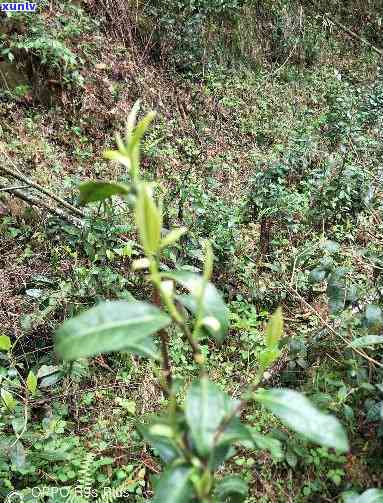 安徽野生茶品种介绍图片大全高清