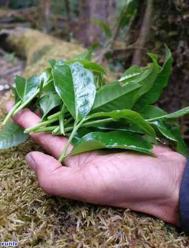 高山野生茶是什么茶，探秘高山野生茶：这是一种什么样的茶？